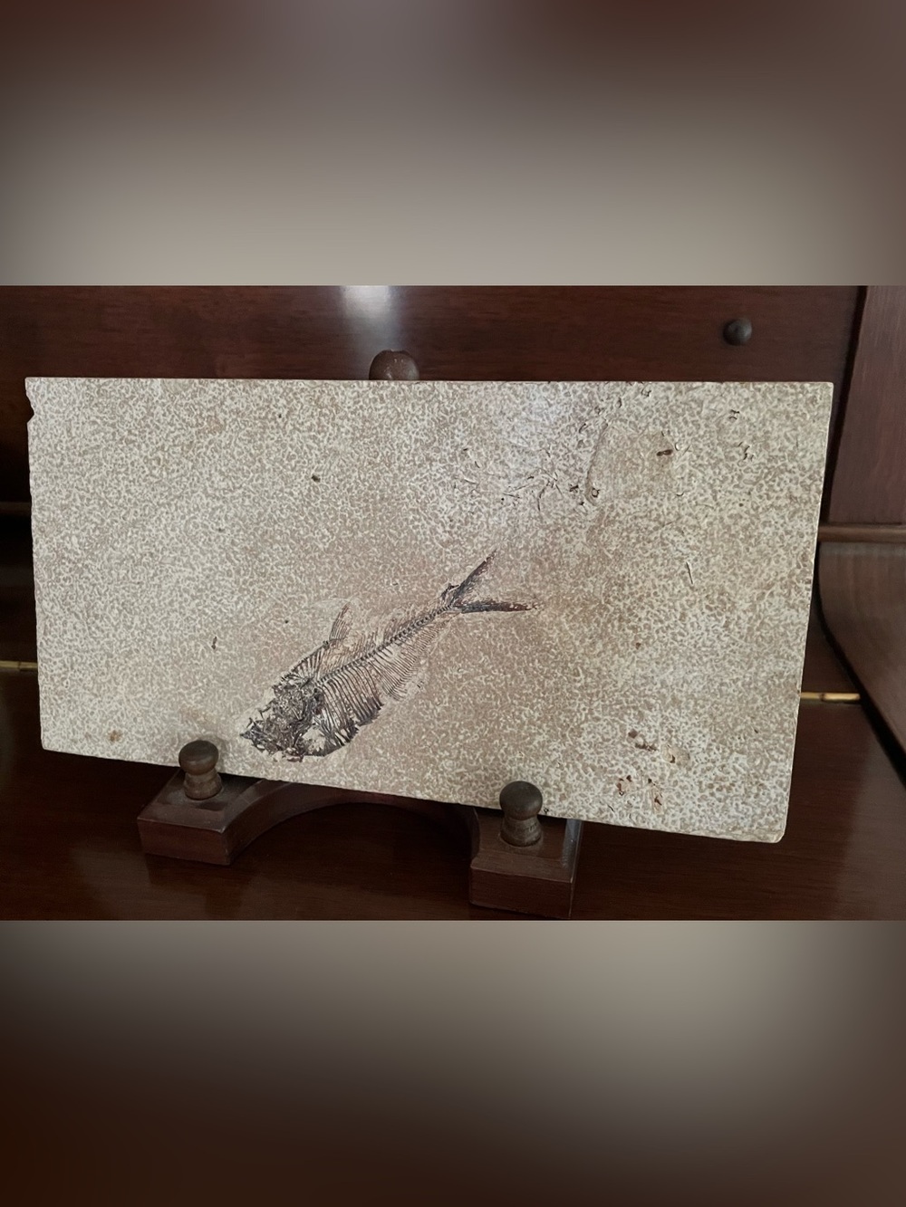 Fossil Fish Plaque